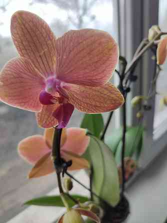 Продам комнатное растение! Донецк