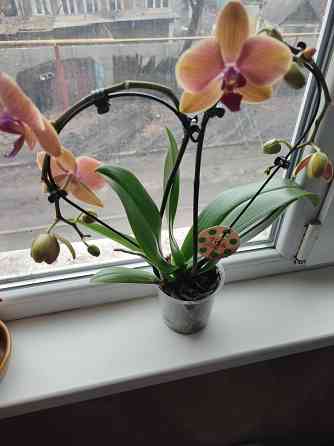 Продам комнатное растение! Донецк