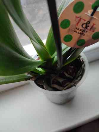 Продам комнатное растение! Донецк