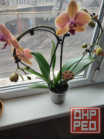 Продам комнатное растение! Донецк - изображение 3