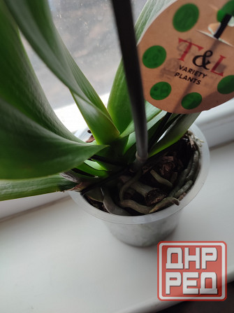 Продам комнатное растение! Донецк - изображение 2