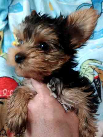 Йорк мальчик Донецк