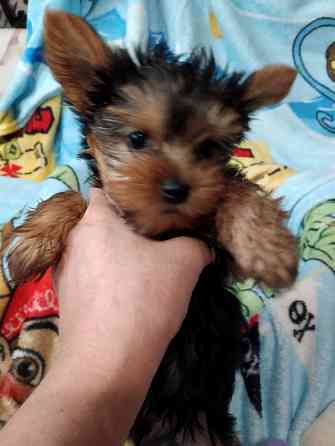 Йорк мальчик Донецк