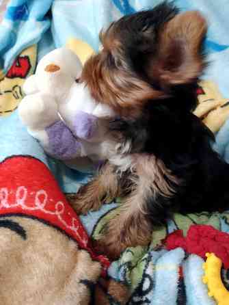 Йорк мальчик Донецк