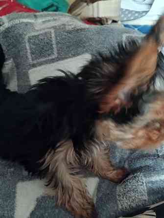 Йорк мальчик Макеевка