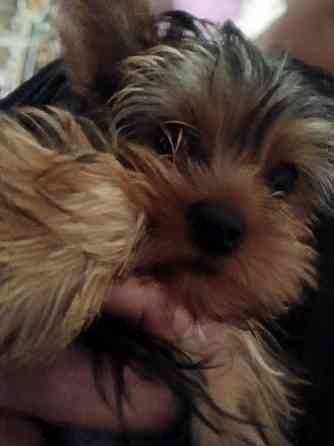 Йорк мальчик Макеевка