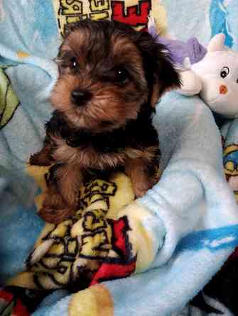 Йорк мальчик Донецк