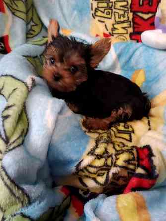 Йорк мальчик Донецк