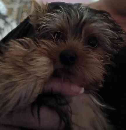 Йорк мальчик Макеевка