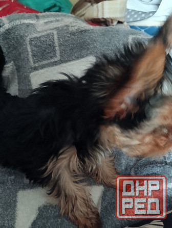 Йорк мальчик Макеевка - изображение 3