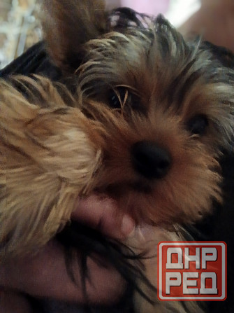 Йорк мальчик Макеевка - изображение 1