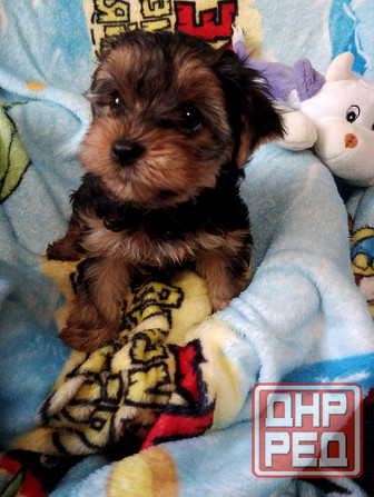 Йорк мальчик Донецк - изображение 2