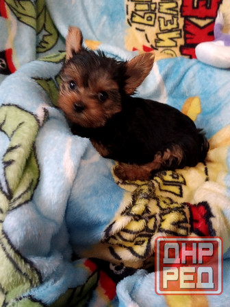 Йорк мальчик Донецк - изображение 1