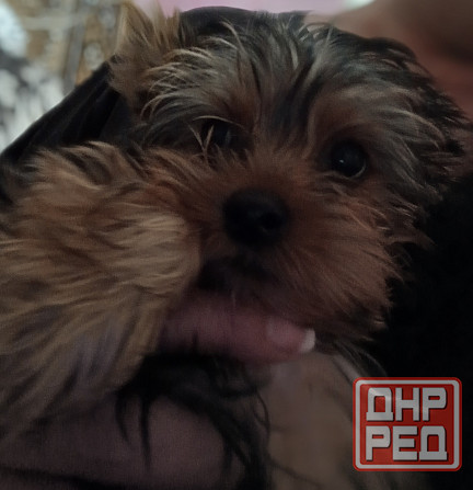 Йорк мальчик Макеевка - изображение 2