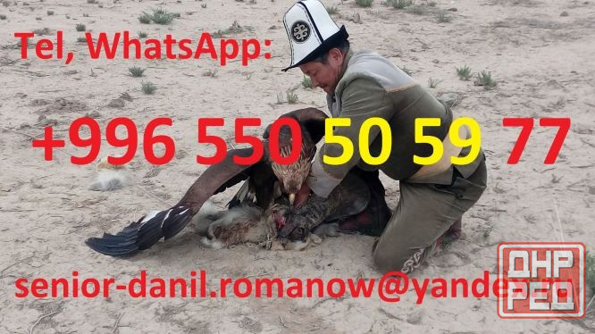 Гид, водитель, туры в Кыргызстане, туризм, путешествия, горы, трэки в Киргизии Москва - изображение 5