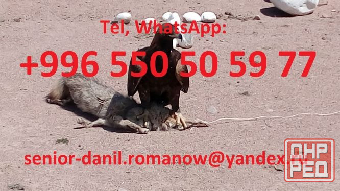 Guide, chauffeur au Kyrgyzstan, tourism, voyages, excursions, balades aux montagnes Москва - изображение 4