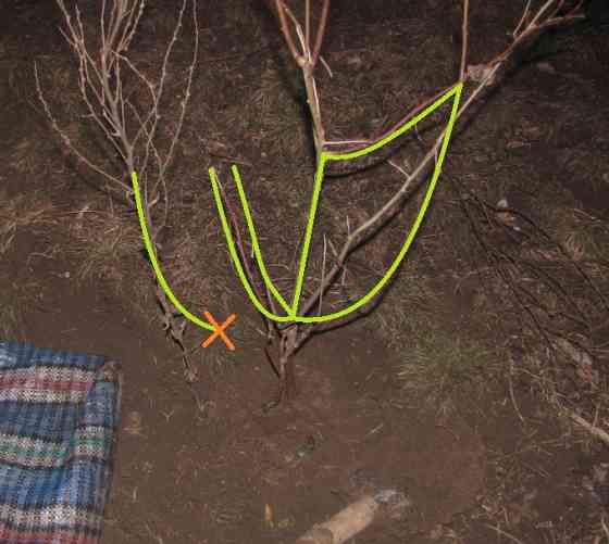 Полногрудая уна, Ена Симонян Донецк