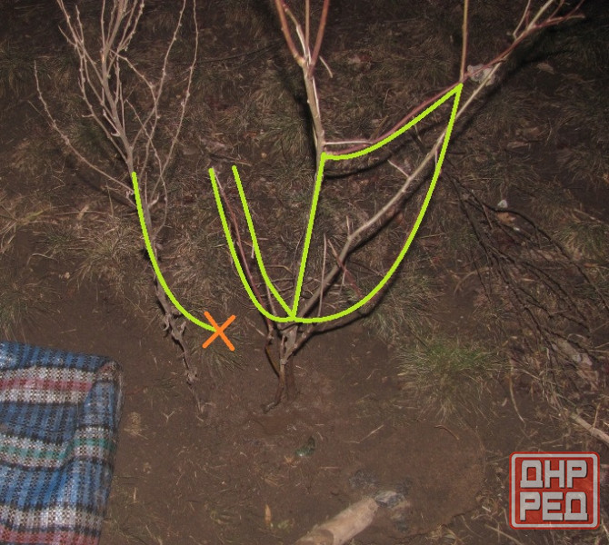 Полногрудая уна, Ена Симонян Донецк - изображение 1