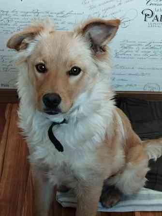 Привитый подрощенный щенок, мальчик Донецк