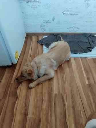 Привитый подрощенный щенок, мальчик Донецк