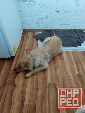 Привитый подрощенный щенок, мальчик Донецк - изображение 2