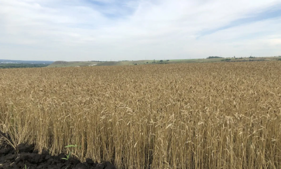 Продаётся почти даром 500 гектар пахатных угодий чистого чернозёма и база 2.5 га, со всей техникой. Старобешево