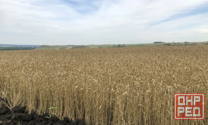 Продаётся почти даром 500 гектар пахатных угодий чистого чернозёма и база 2.5 га, со всей техникой. Старобешево - изображение 5