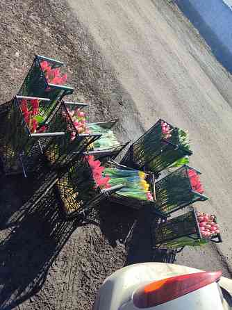 Тюльпаны Донецк