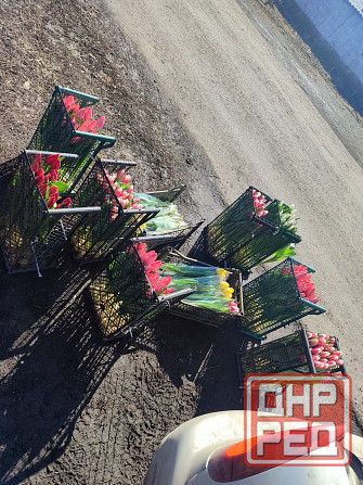 Тюльпаны Донецк - изображение 1