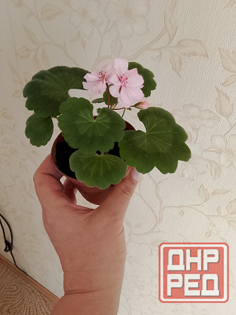 Пеларгония герань Макеевка - изображение 1