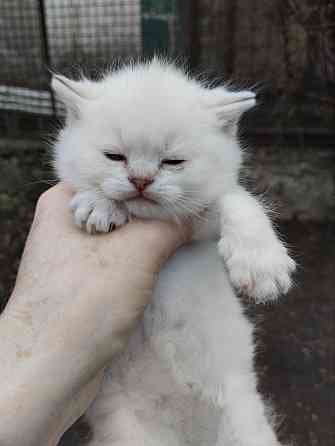 Продаются породистые котята Донецк