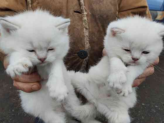 Продаются породистые котята Донецк