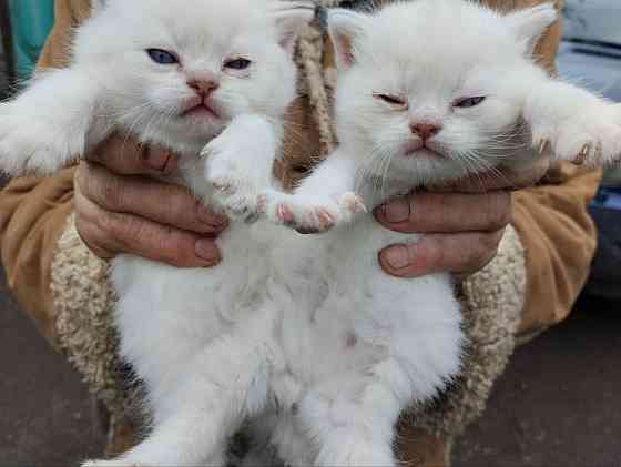 Продаются породистые котята Донецк