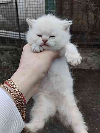 Продаются породистые котята Донецк