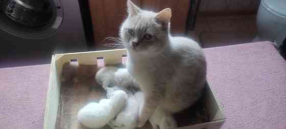 Продаются породистые котята Донецк