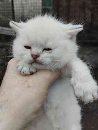 Продаются породистые котята Донецк