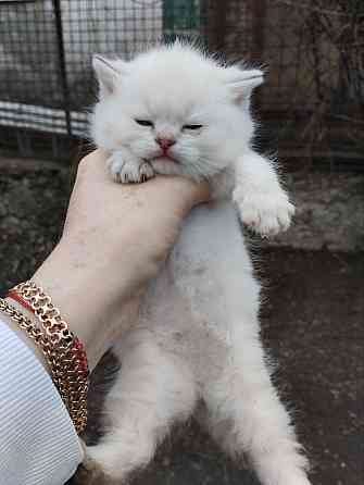 Продаются породистые котята Донецк