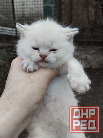 Продаются породистые котята Донецк - изображение 3