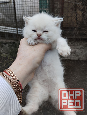 Продаются породистые котята Донецк - изображение 4