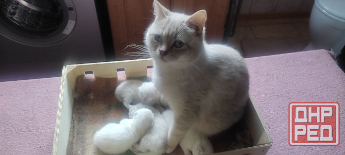 Продаются породистые котята Донецк - изображение 1