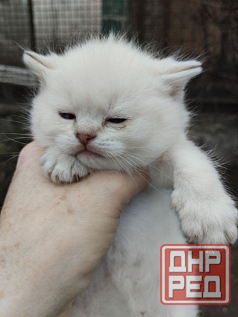Продаются породистые котята Донецк - изображение 6