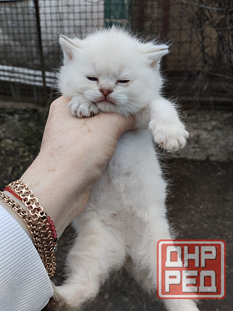 Продаются породистые котята Донецк - изображение 5
