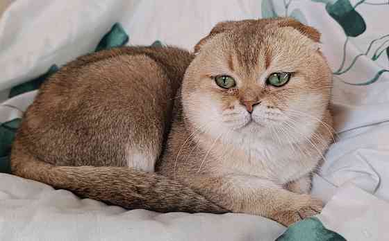 Кот ждёт кошечек Макеевка