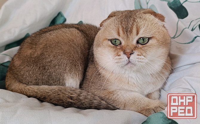 Кот ждёт кошечек Макеевка - изображение 1