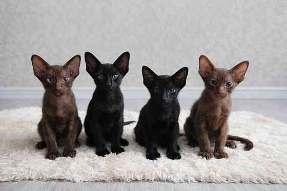Ориентальные котята Эбони и Гавана Донецк