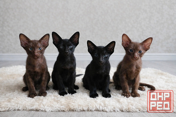 Ориентальные котята Эбони и Гавана Донецк - изображение 1