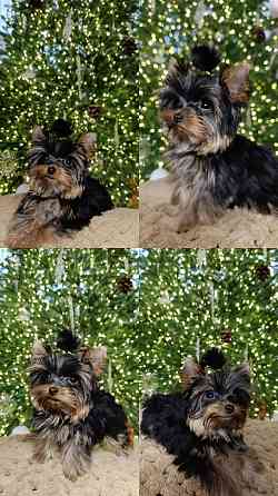 Продам мини йорка Донецк