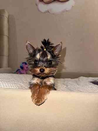 Продам мини йорка Донецк