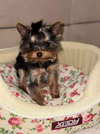 Продам мини йорка Донецк