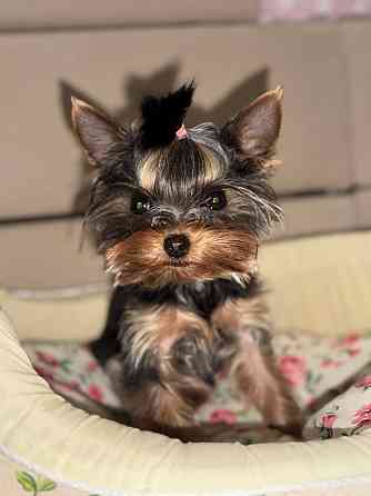 Продам мини йорка Донецк